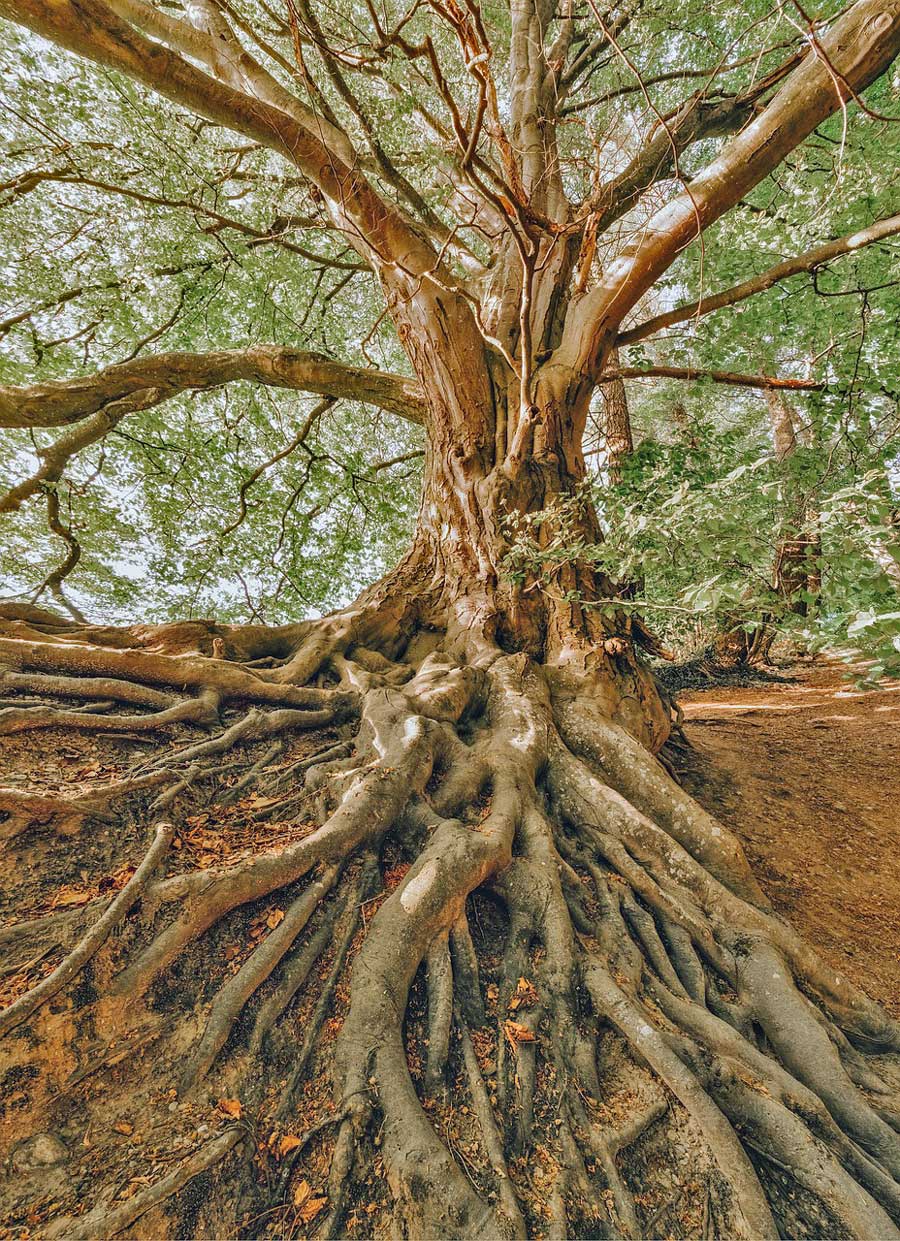 Resilient Routes